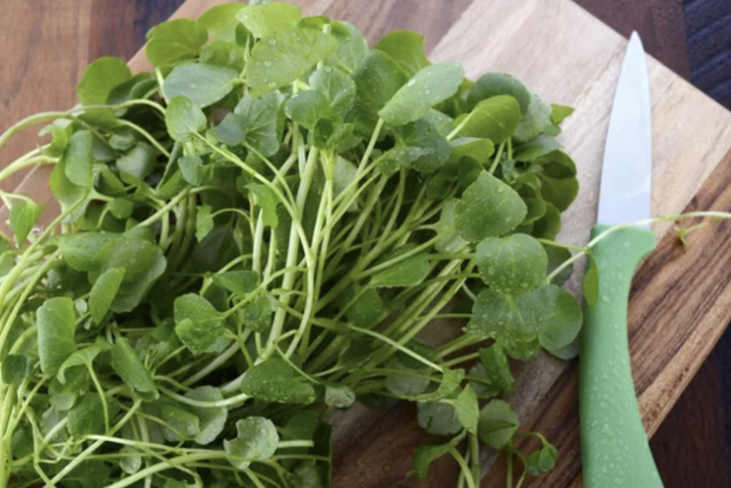 Watercress Growing Guide
